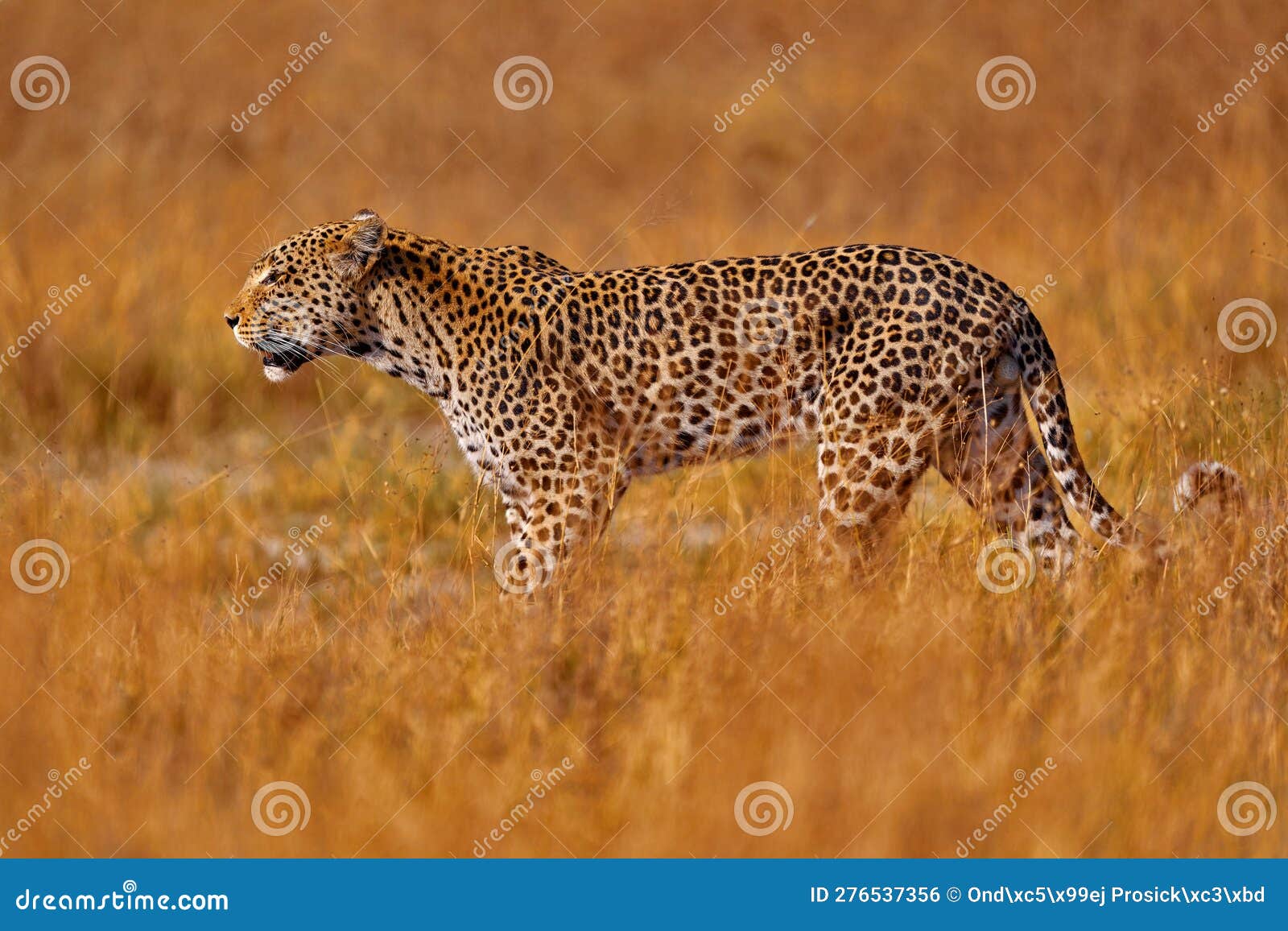 africa wildlife. leopard, panthera pardus shortidgei, nature habitat, big wild cat in the nature habitat, sunny day on the