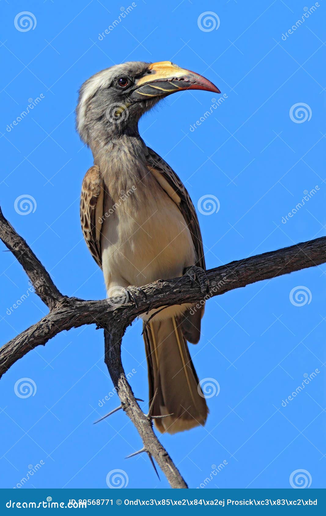 Africain Grey Hornbill Nasutus De Tockus Portrait Doiseau