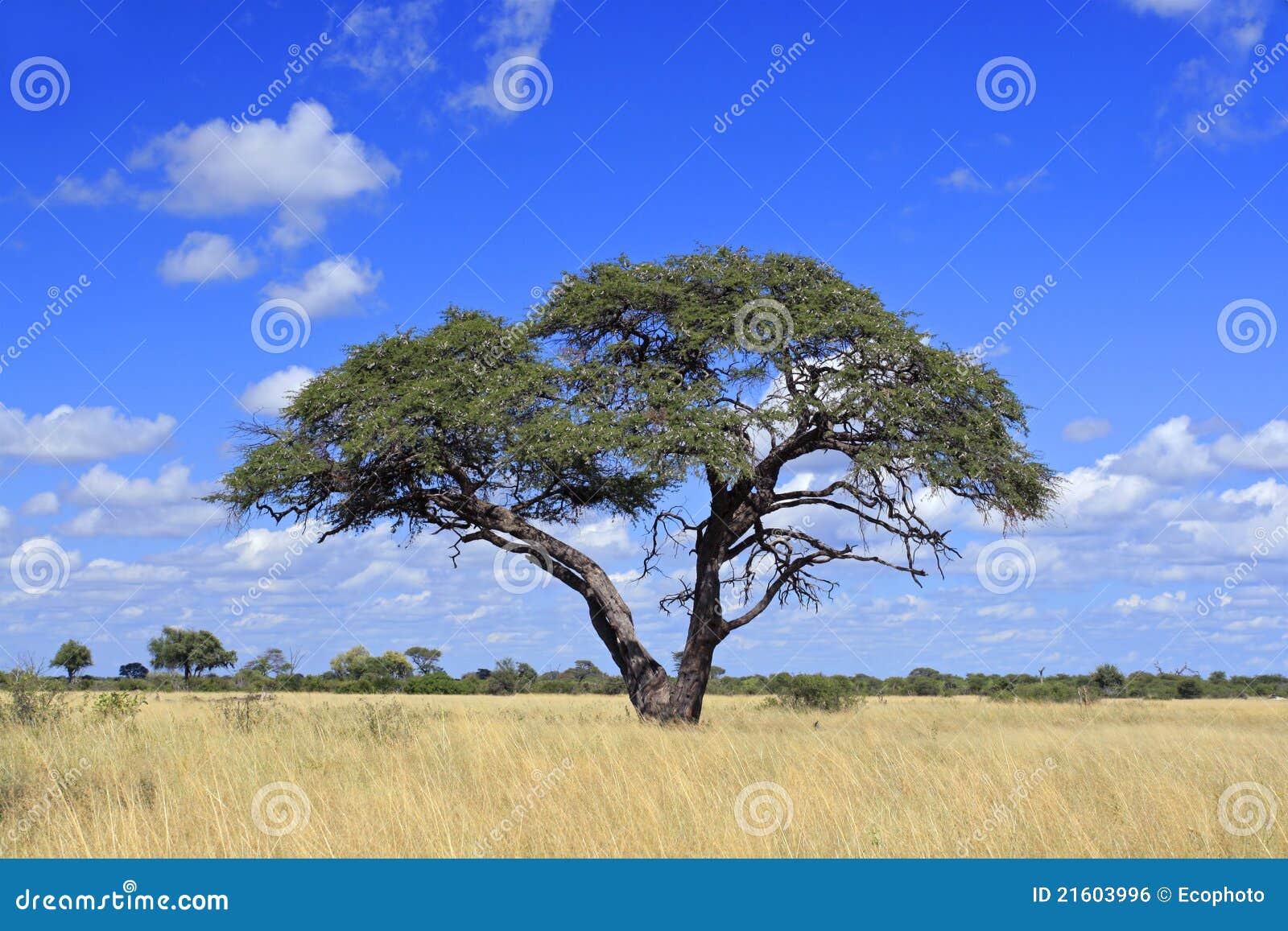 African Acacia tree stock photo. Image of park, lush 21603996