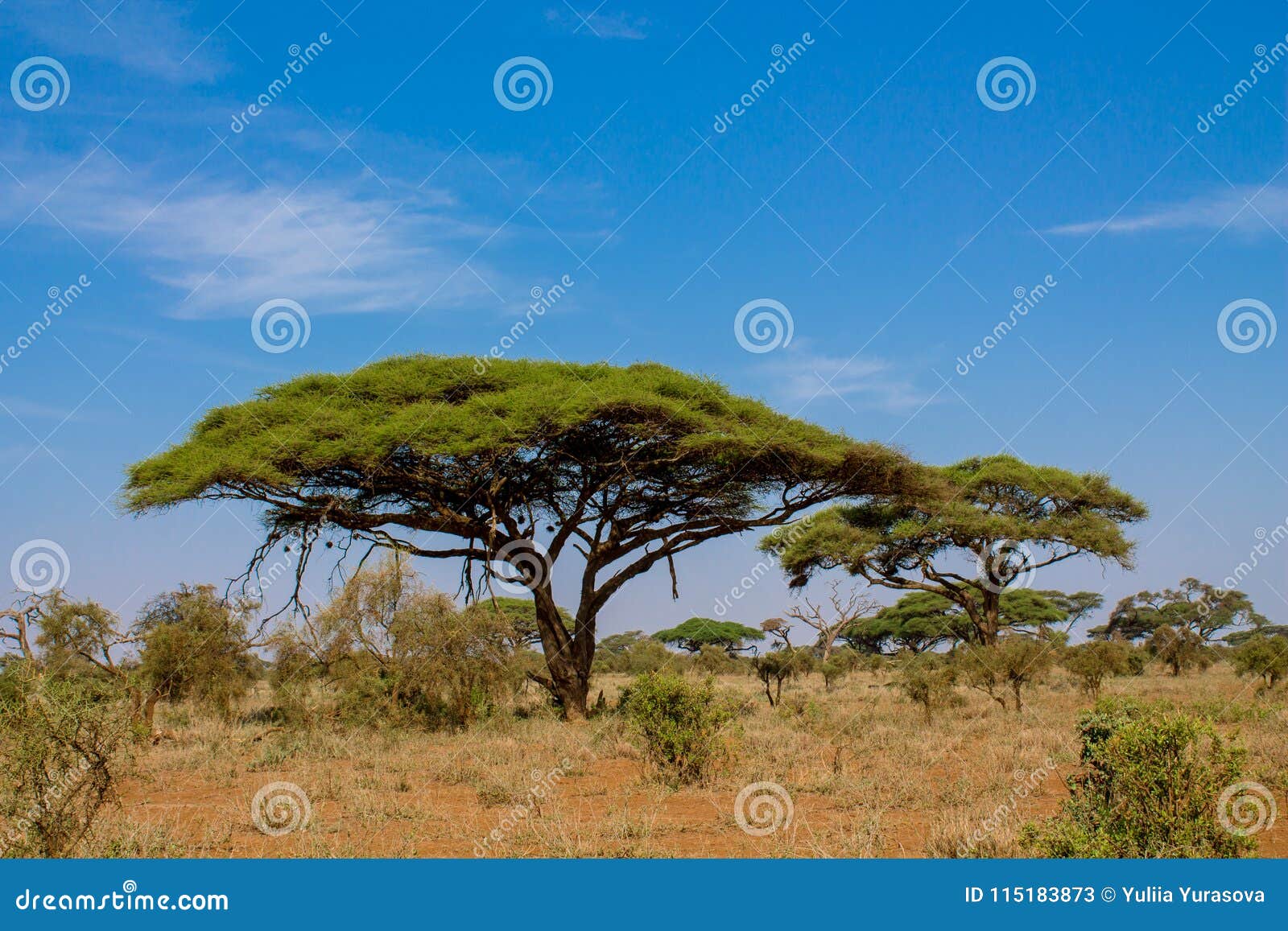 african acacia trees in savanna bush