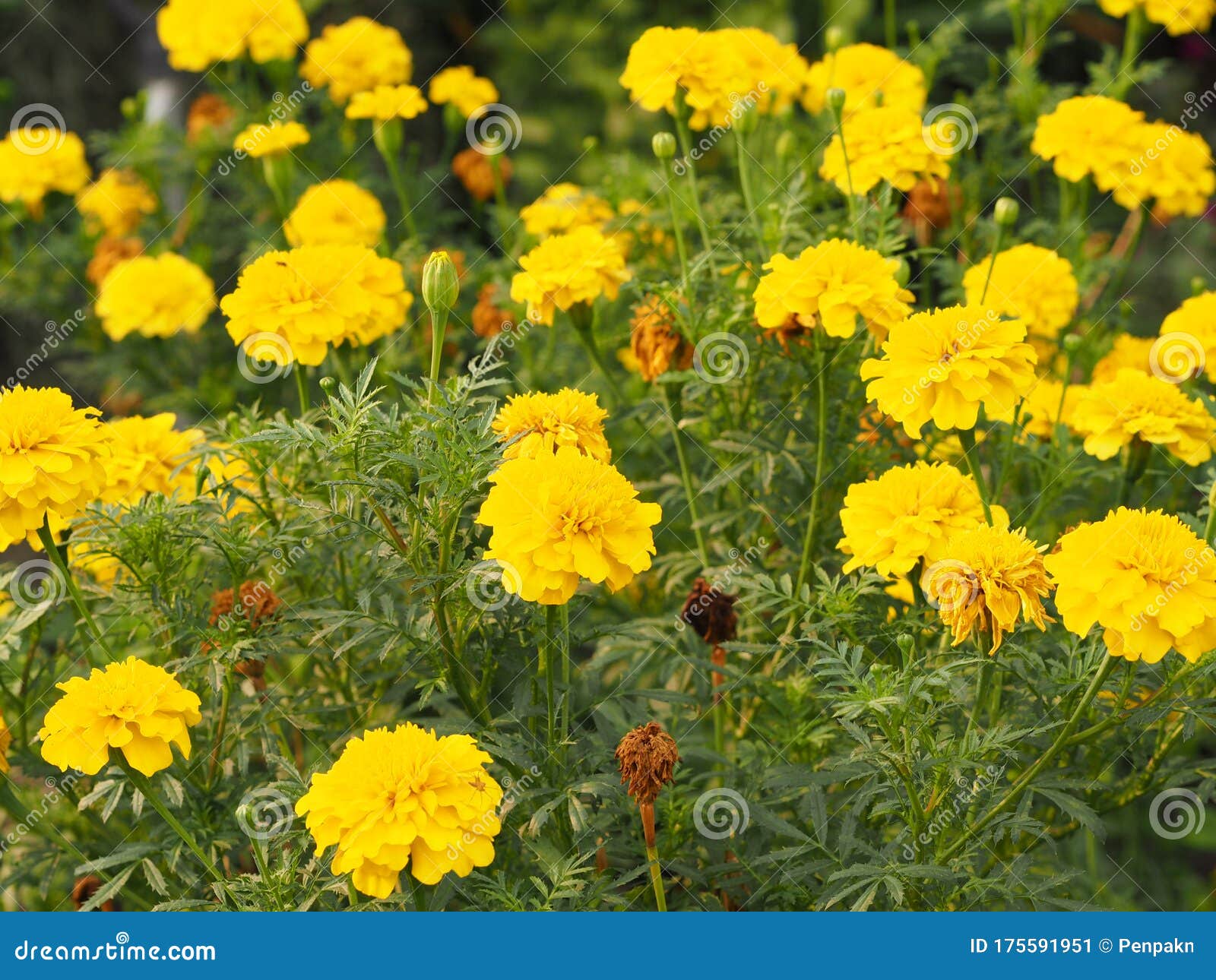 African, American, Aztec, Big Marigold Scientific Name ... African, American, Aztec, Big Marigold Scientific Name ...