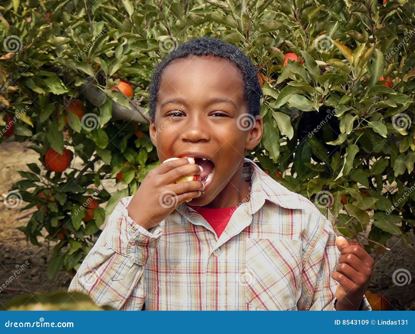 african american boy eating an apple in an orchard