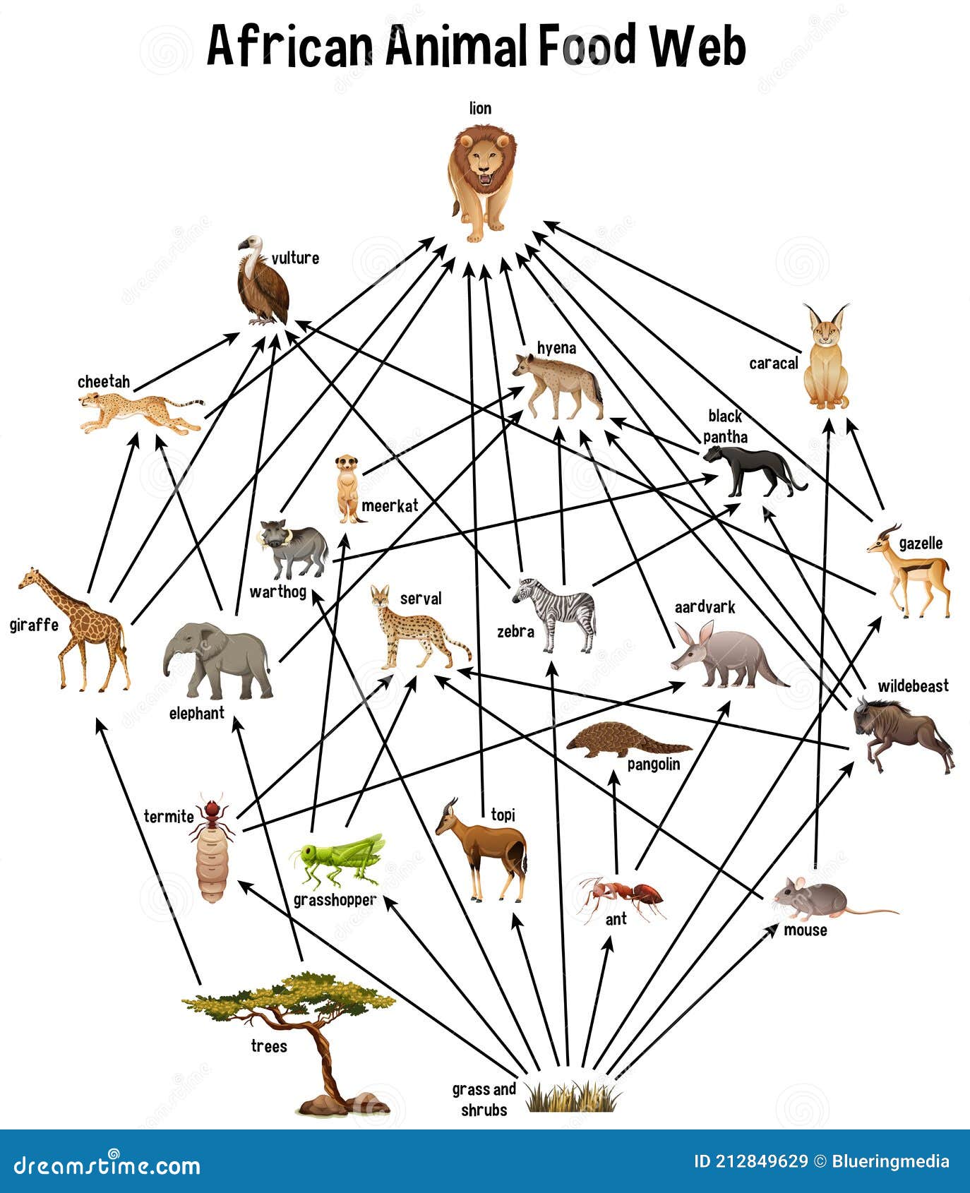African Savanna Food Chain Diagram Biology Diagrams
