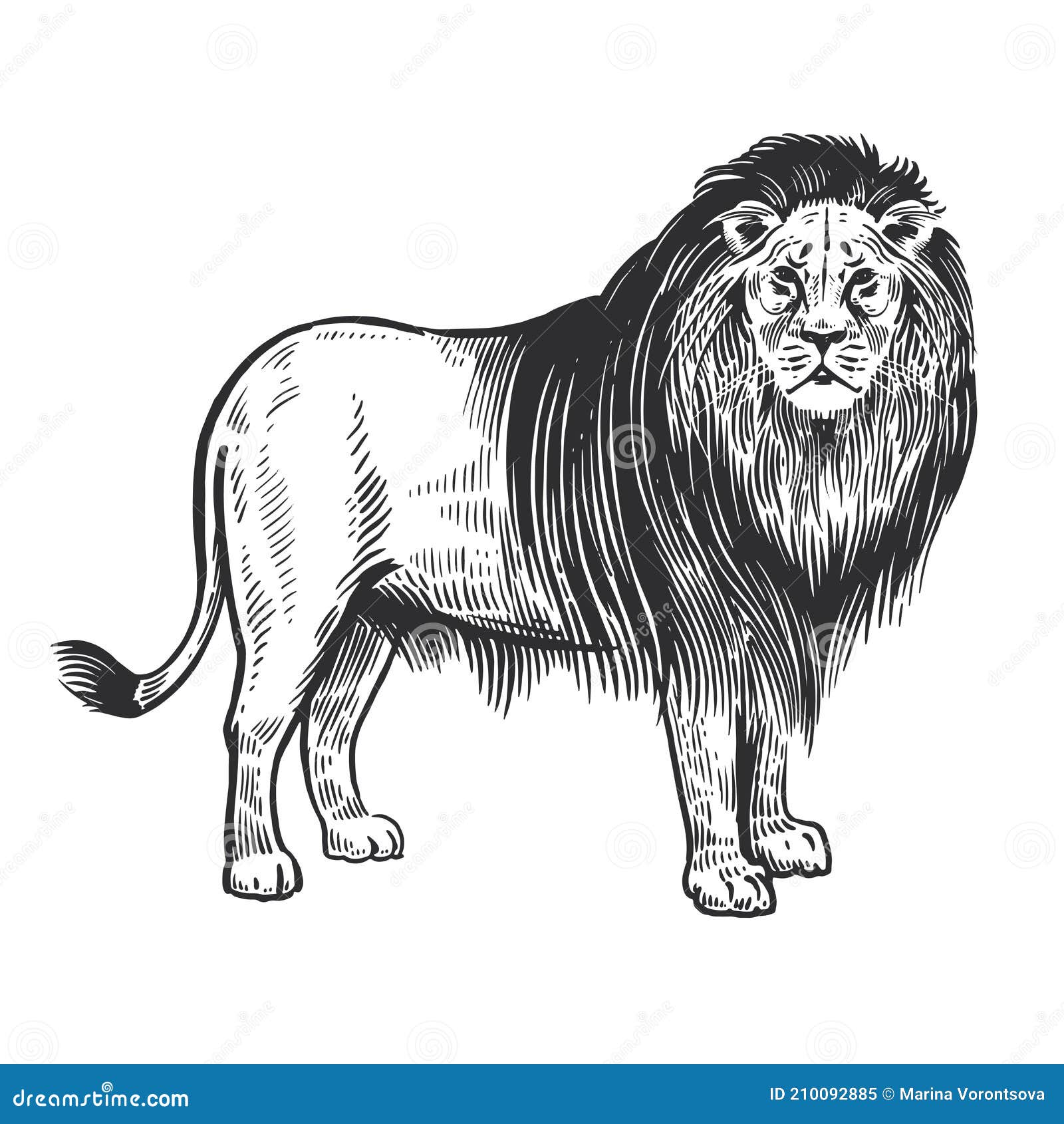 African Animal. Lion. Vector. Vintage Engraving Stock Vector ...