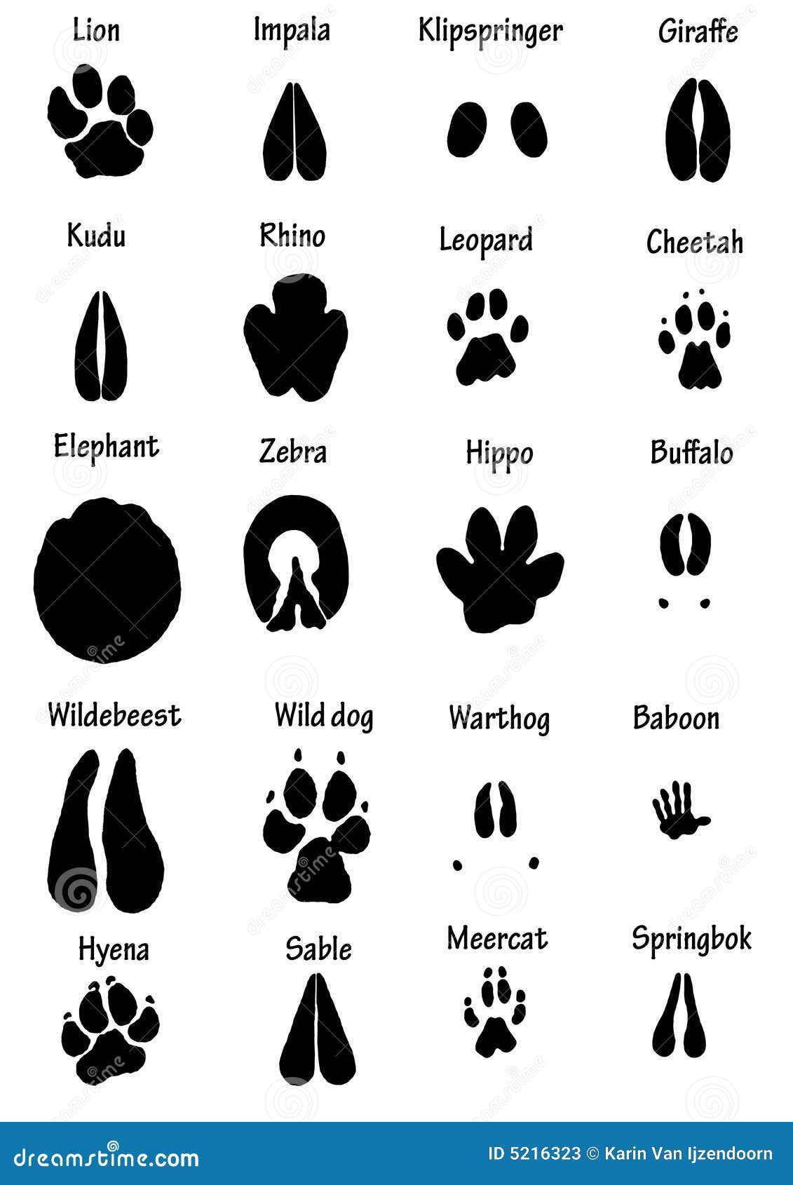 african animal tracks