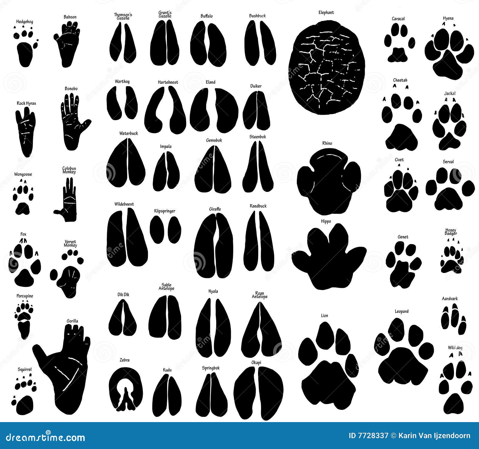African Animal Tracks Stock Illustrations – 34 African Animal Tracks Stock  Illustrations, Vectors & Clipart - Dreamstime