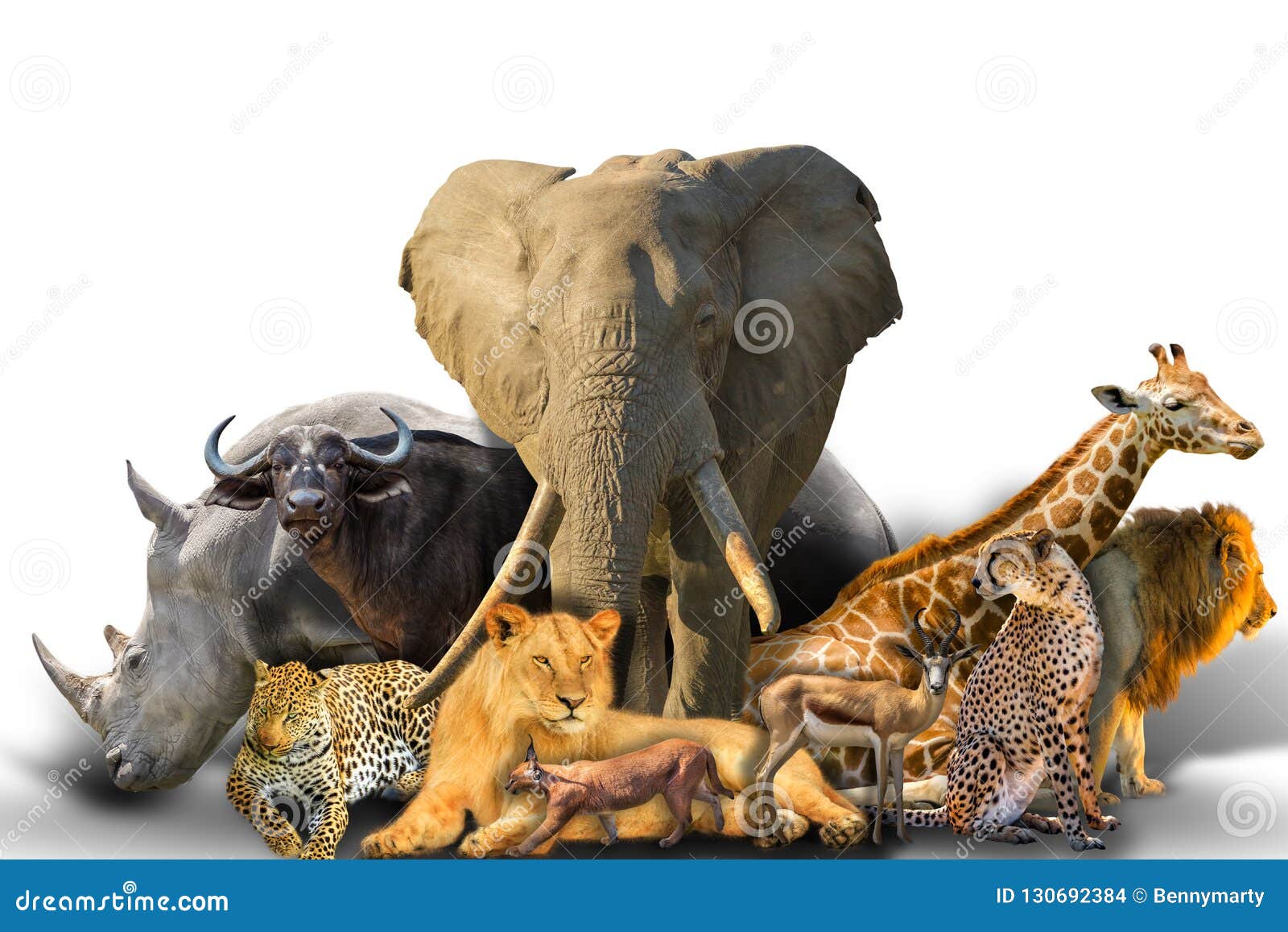 889 Wild Animals Collage Stock Photos - Free & Royalty-Free Stock Photos  from Dreamstime