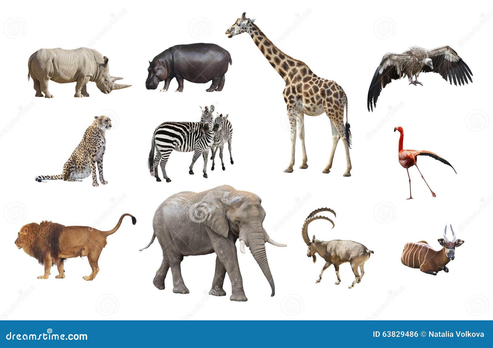133,204 African Animals Stock Photos - Free & Royalty-Free Stock Photos from Dreamstime 133,204 African Animals Stock Photos - Free & Royalty-Free Stock Photos from Dreamstime