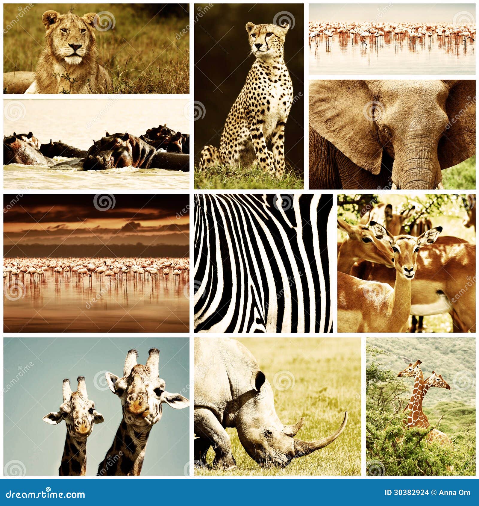 African Animals Safari Collage Stock Images - Image: 30382924