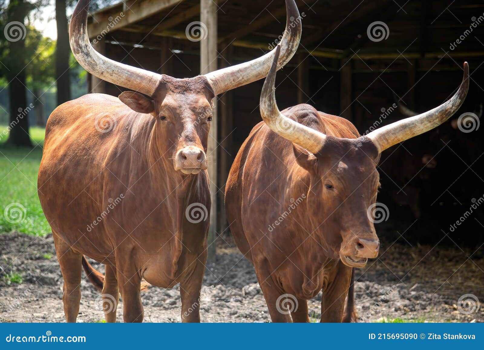 African Cows with Long Horns, Ankole Cattle. Stock Photo - Image of animal,  horn: 215695090