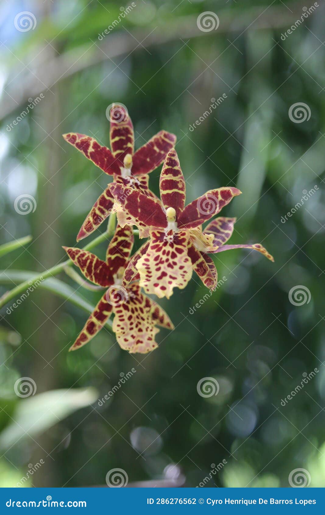 african ansellia details photo, ansellia africana, african species, leopard orchid, introduced ornamental species