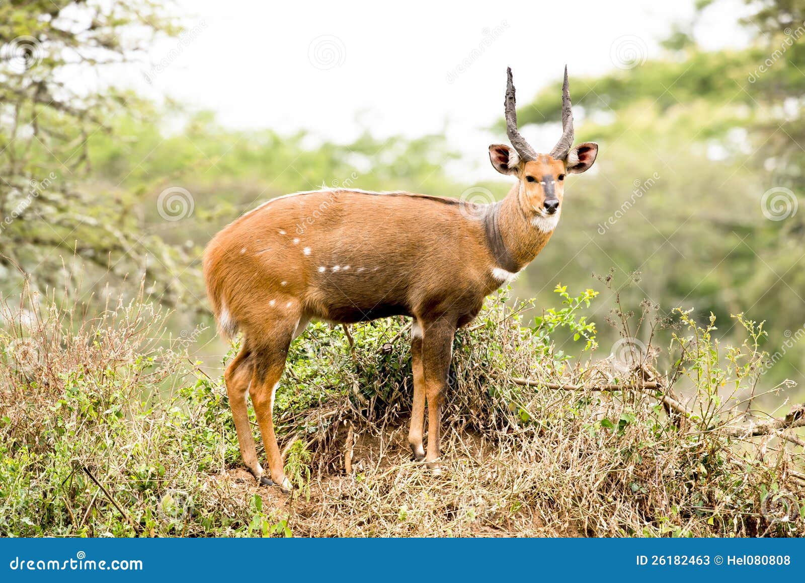 african antelope - bushbuck, uganda, africa