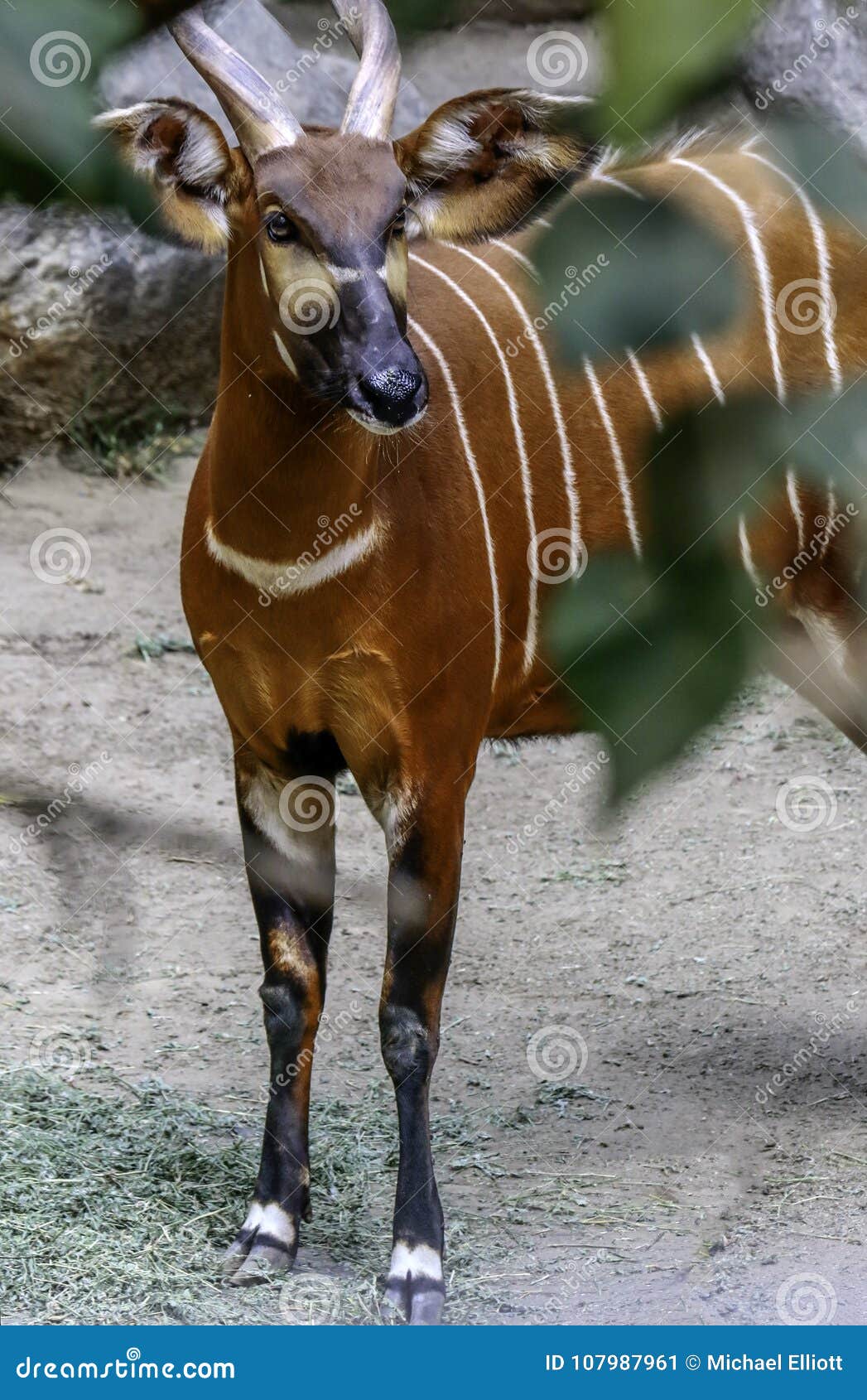 Bongo Antelope stock image. Image of horns, gazelle 107987961