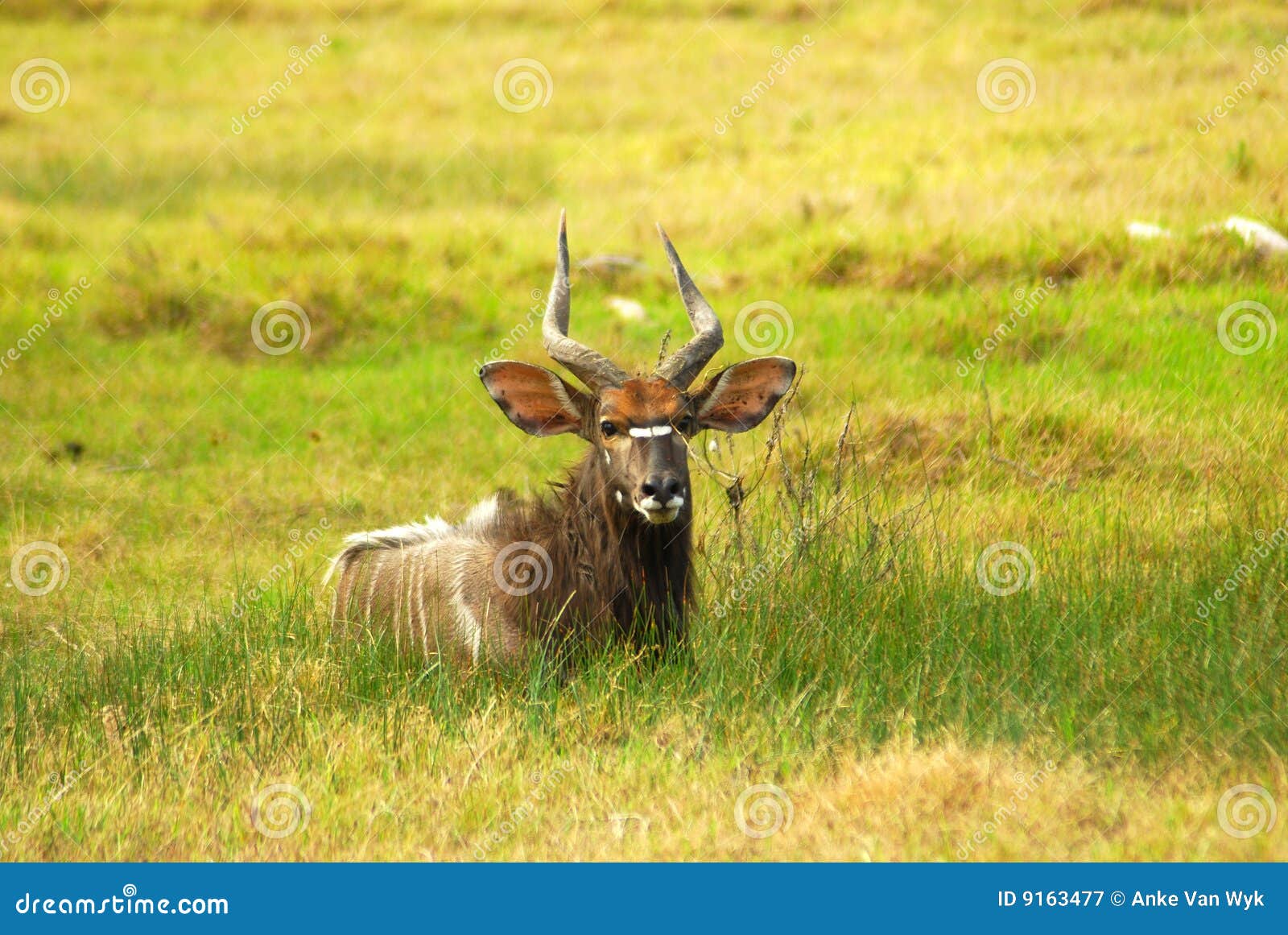 african antelope (nyala)