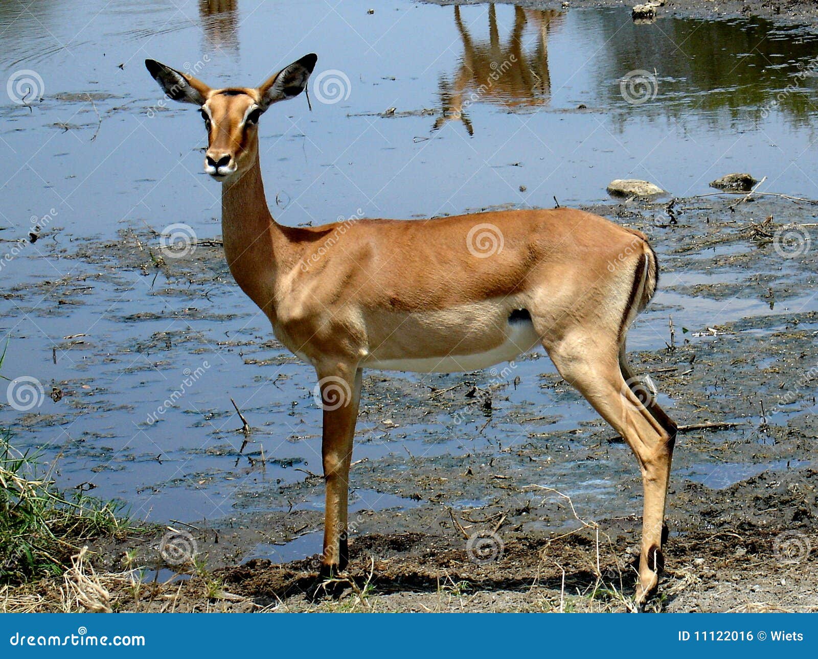 african antilope