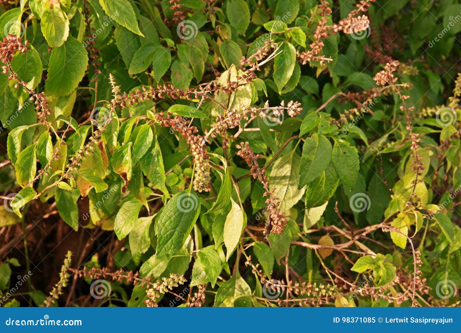 African Basil or Wild Basil Stock Image Image of flower, african