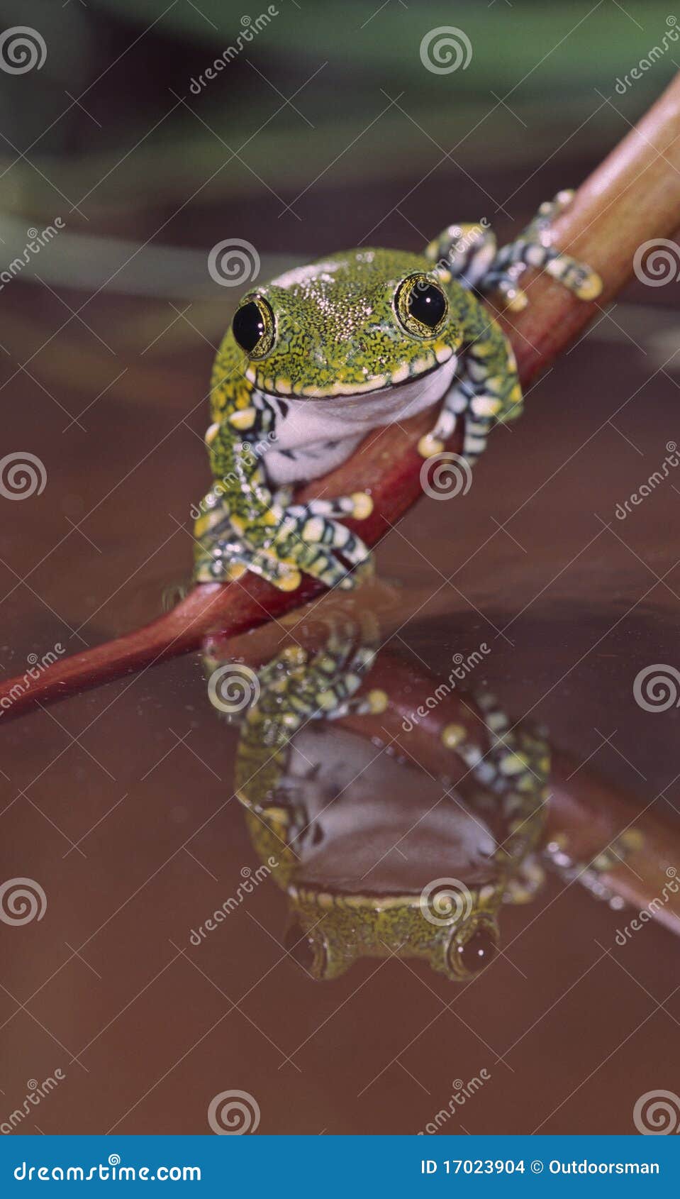 African big eye tree frog stock photo. Image of african - 17023904
