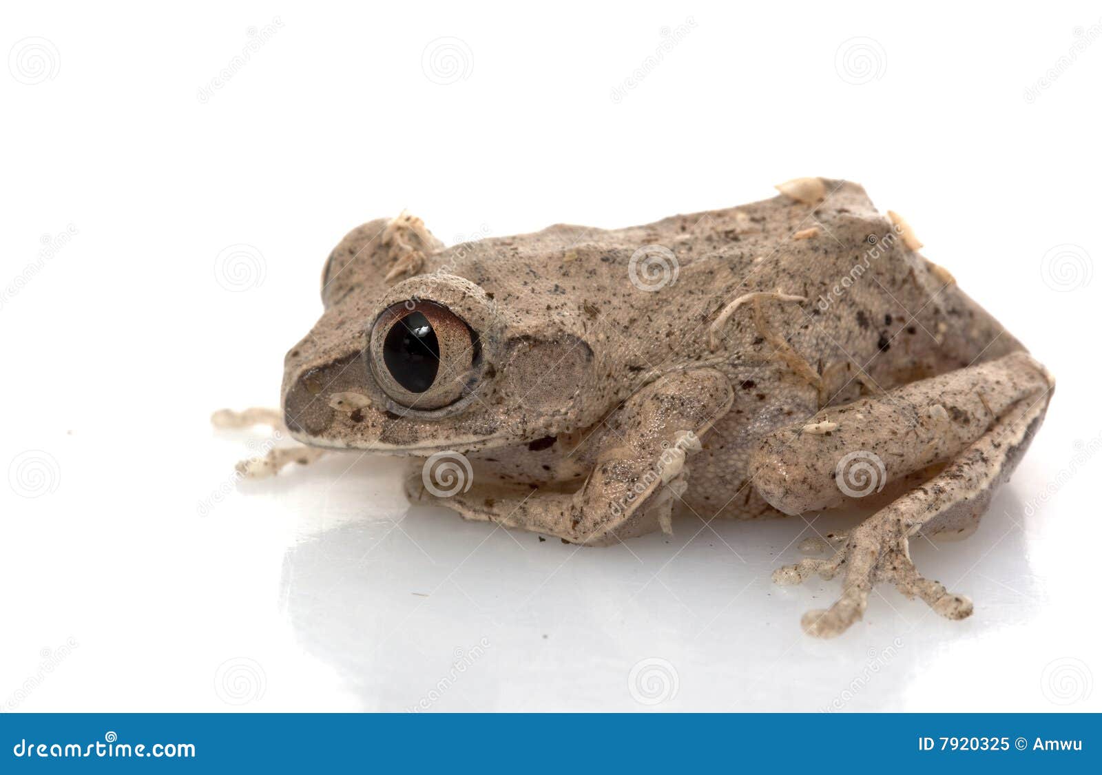 African Big Eyed Frog stock image. Image of cute, background - 7920325