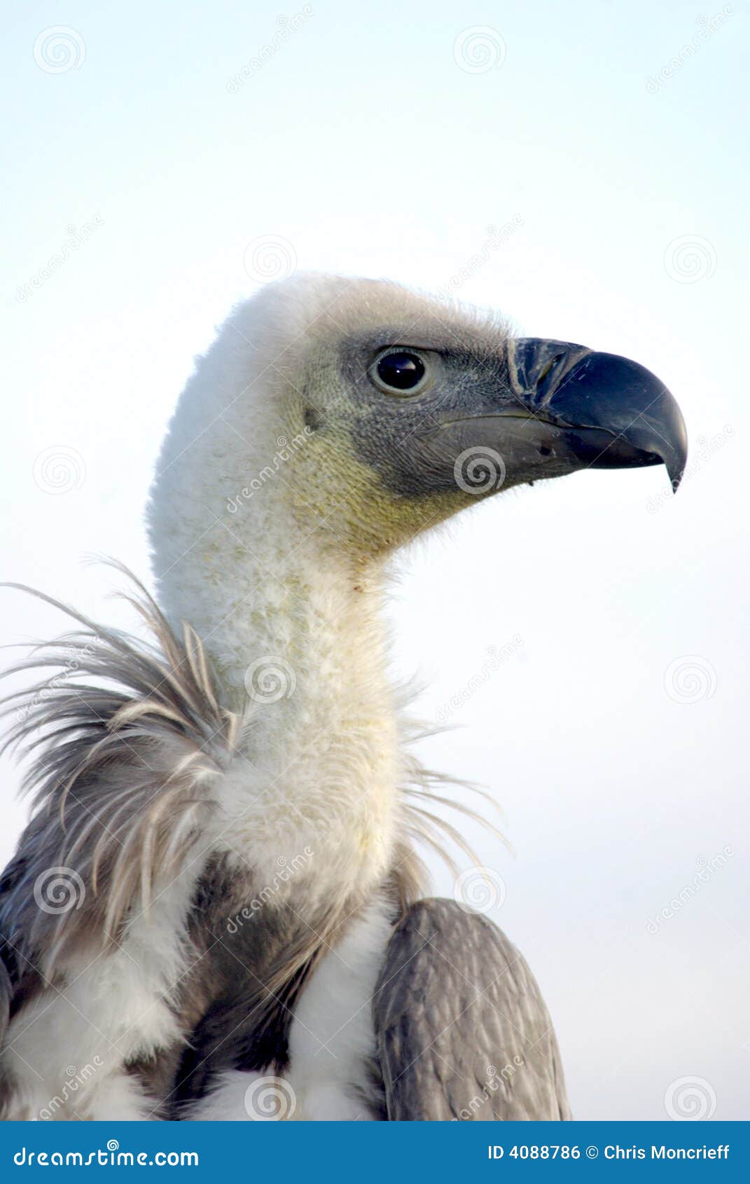 African Black Backed Vulture Stock Photo - Image of scavenger, birds ...