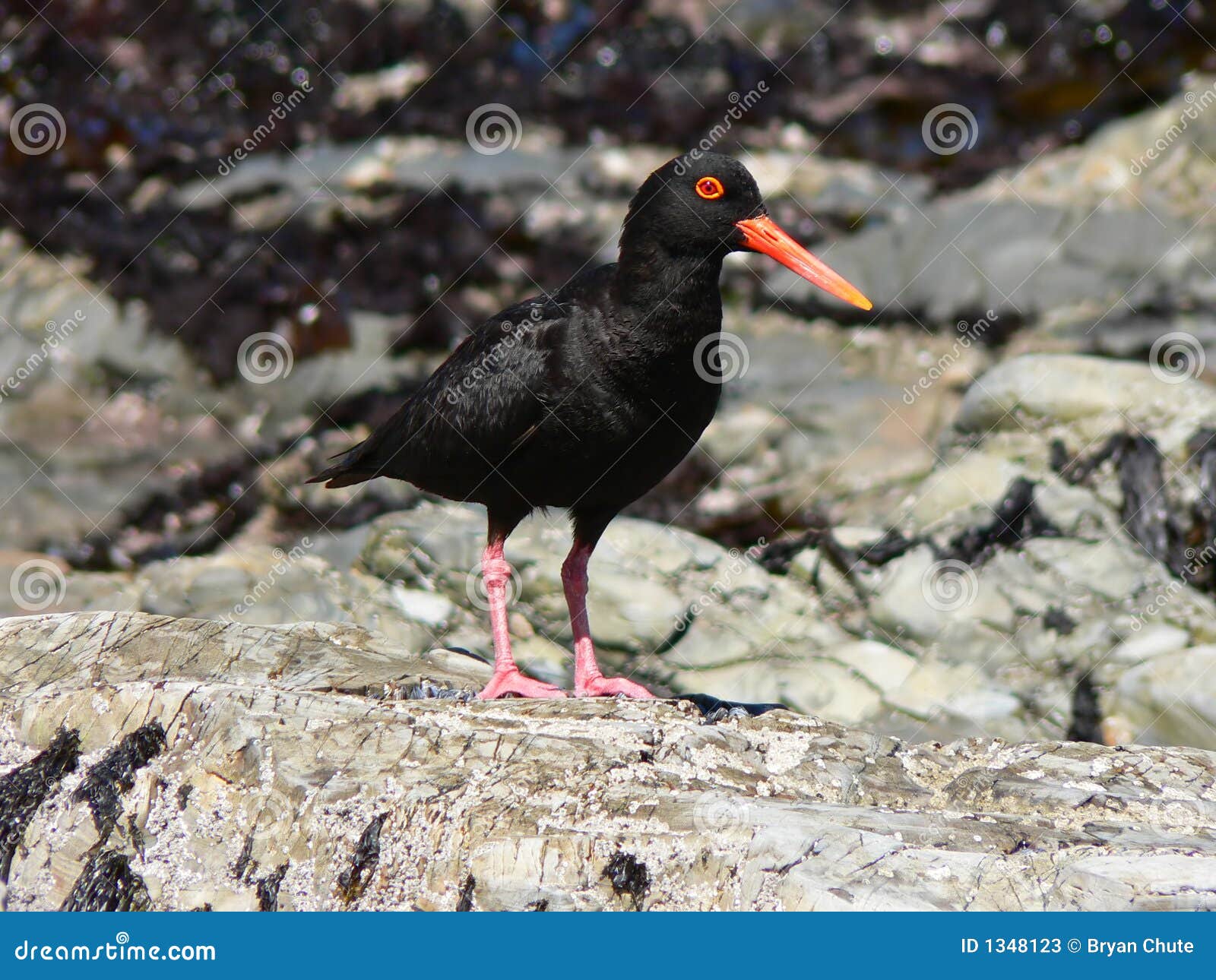 African Black Oystercatcher Stock Image Image of orange, black 1348123