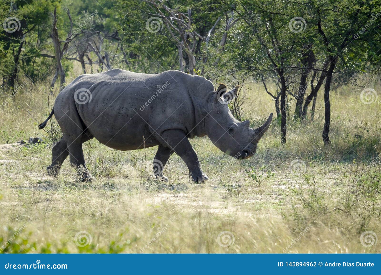 west african black rhinoceros ecolgical niche west african black rhinoceros ecolgical niche