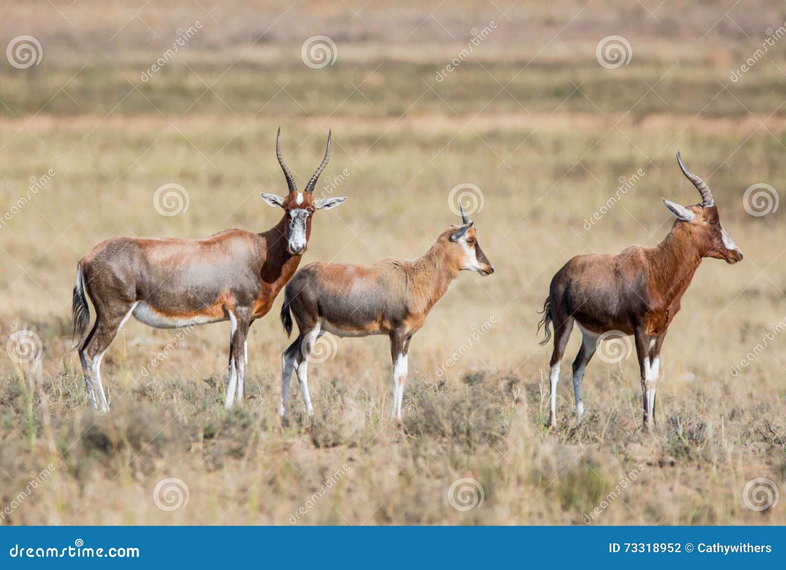 African Blesbok Antelope stock photo. Image of mammal - 73318952