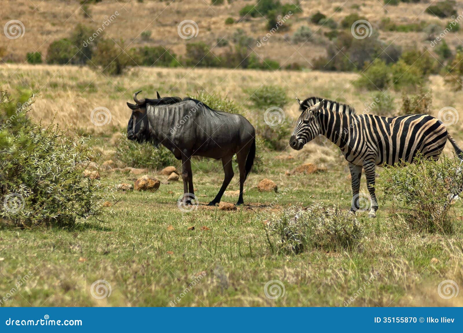 African Blue Wildebeest And Zebra Stock Photo - Image: 35155870
