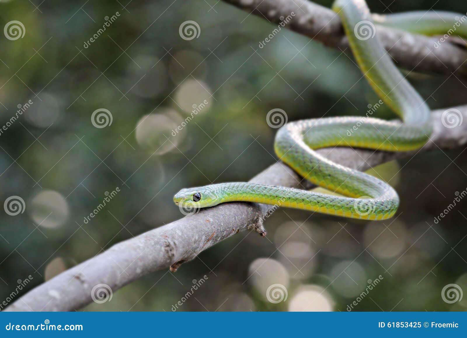 African Boomslang (tree Snake; Dispholidus Typus) Stock Image Image of wildlife, treesnake