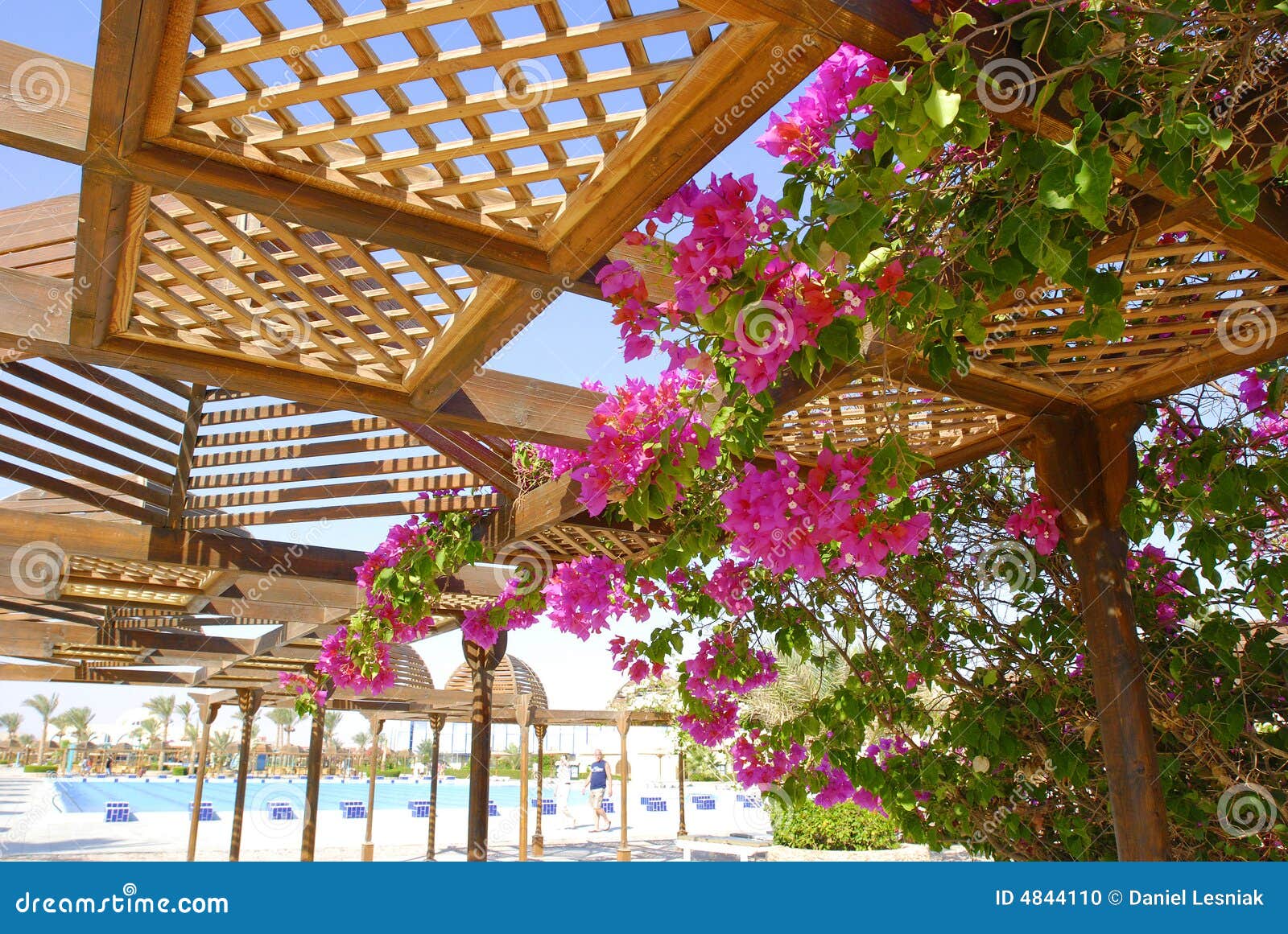 Two Kind Of Creeper Plants RoyaltyFree Stock Image