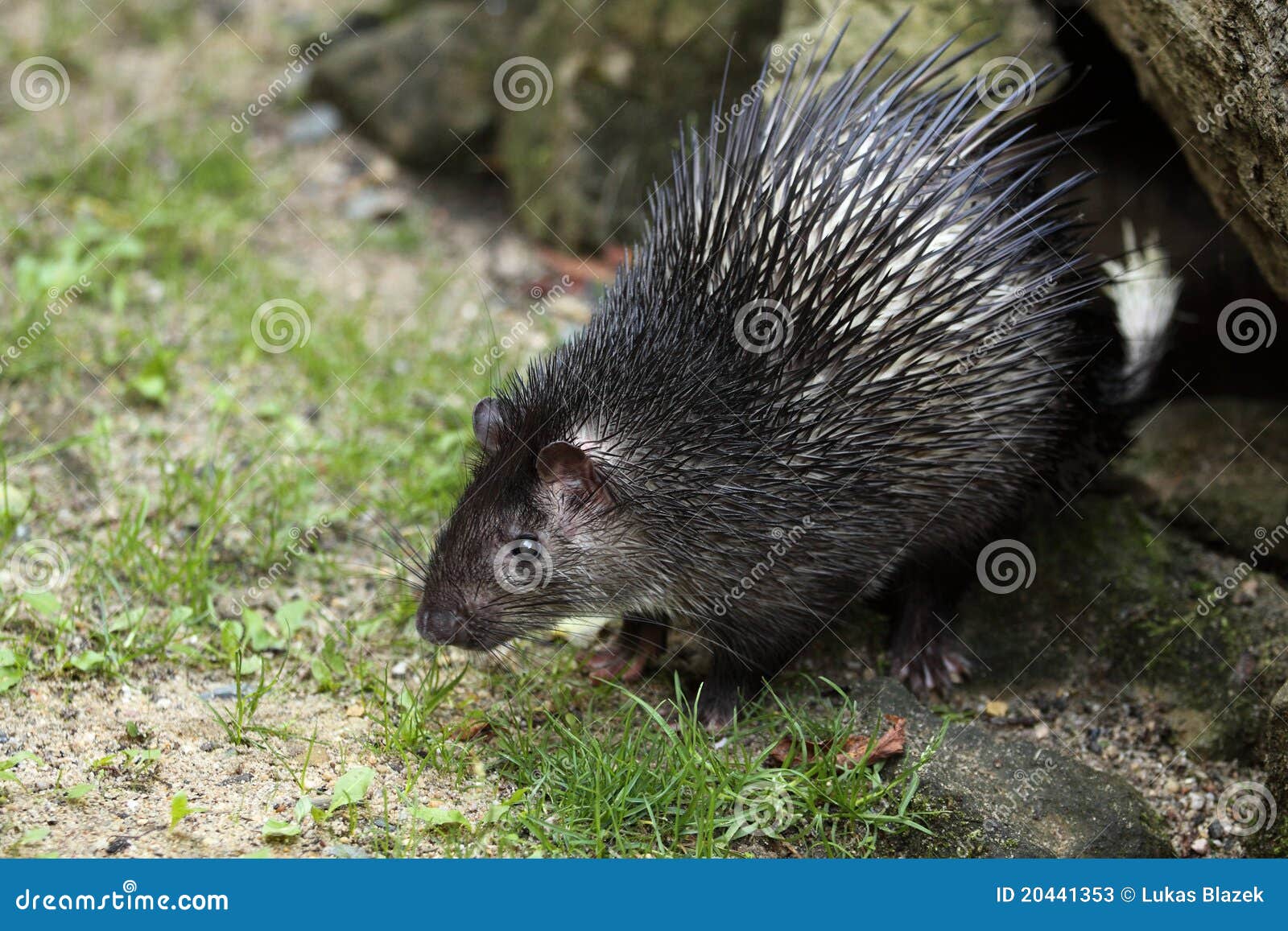 African Brushtailed Porcupine Stock Image Image of brush, tailed 20441353