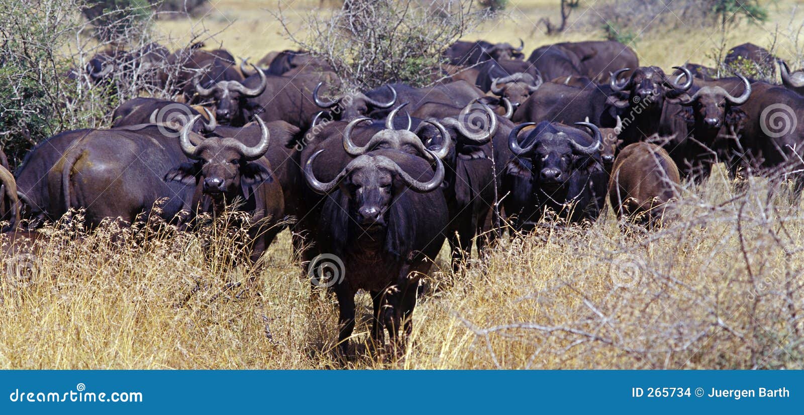 african buffalo 1