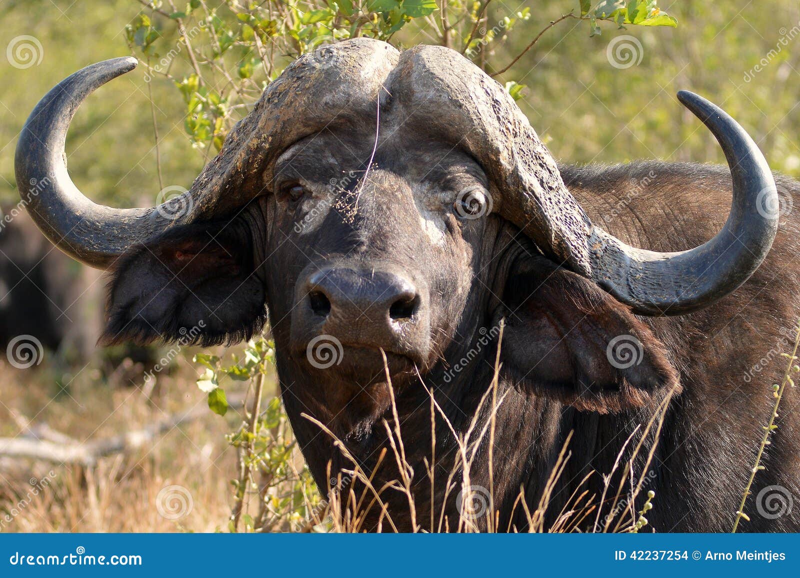 præst Rejsende købmand bestemt African Buffalo or Cape Buffalo (Syncerus Caffer) Stock Photo - Image of  syncerus, travel: 42237254
