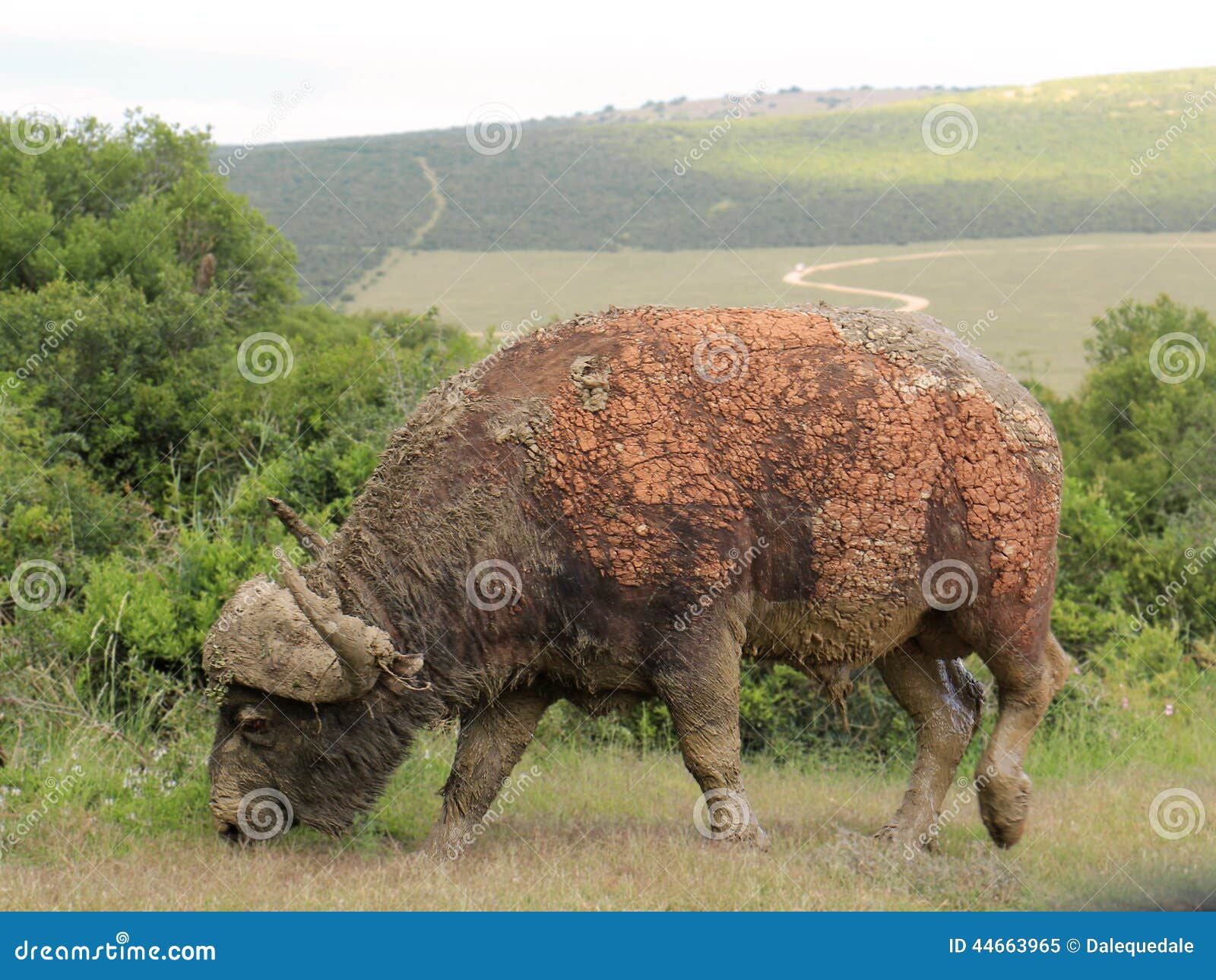 African Buffalo eating grass. A solitary Buffalo covered in mud, eating grass at The Kruger National Park, in South Africa.