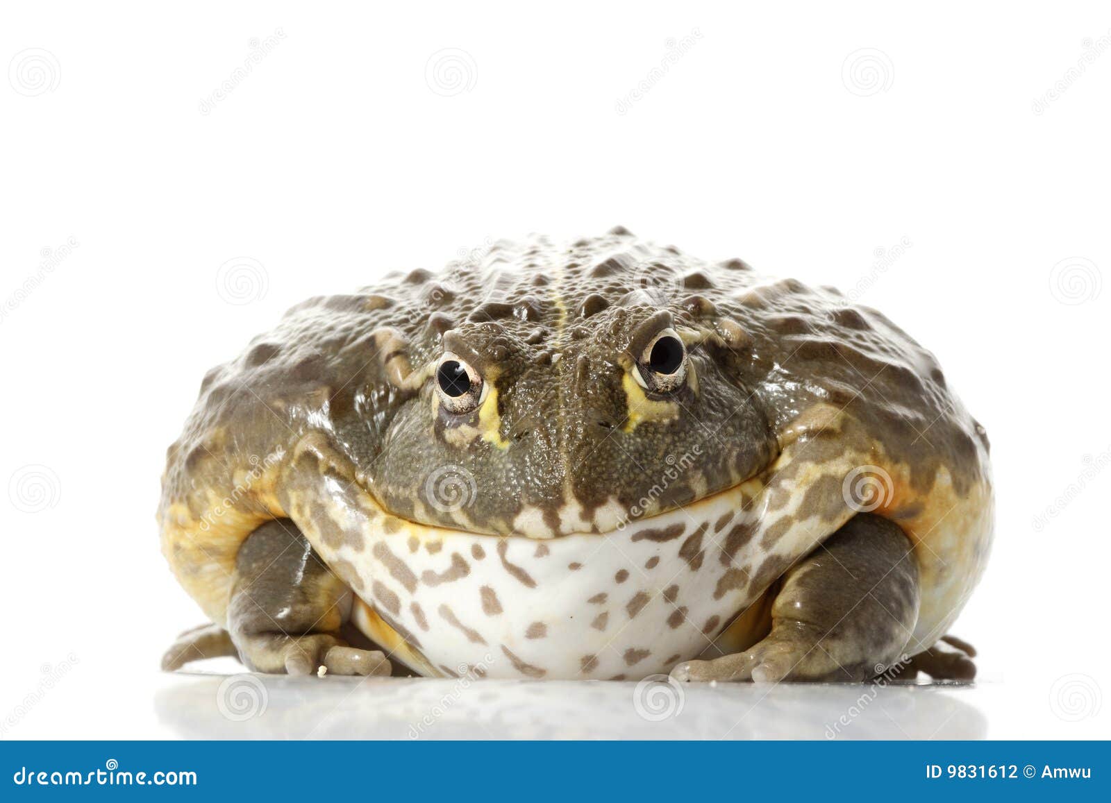 african bullfrog/pixie frog