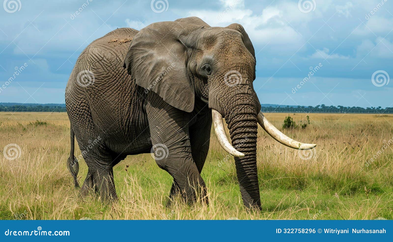 The African Bush Elephant Is The Largest Living Terrestrial Animal the-african-bush-elephant-is-the-largest-living-terrestrial-animal