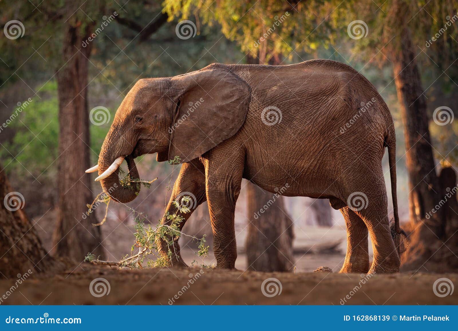 African Bush Elephant - Loxodonta Africana In Mana Pools ...