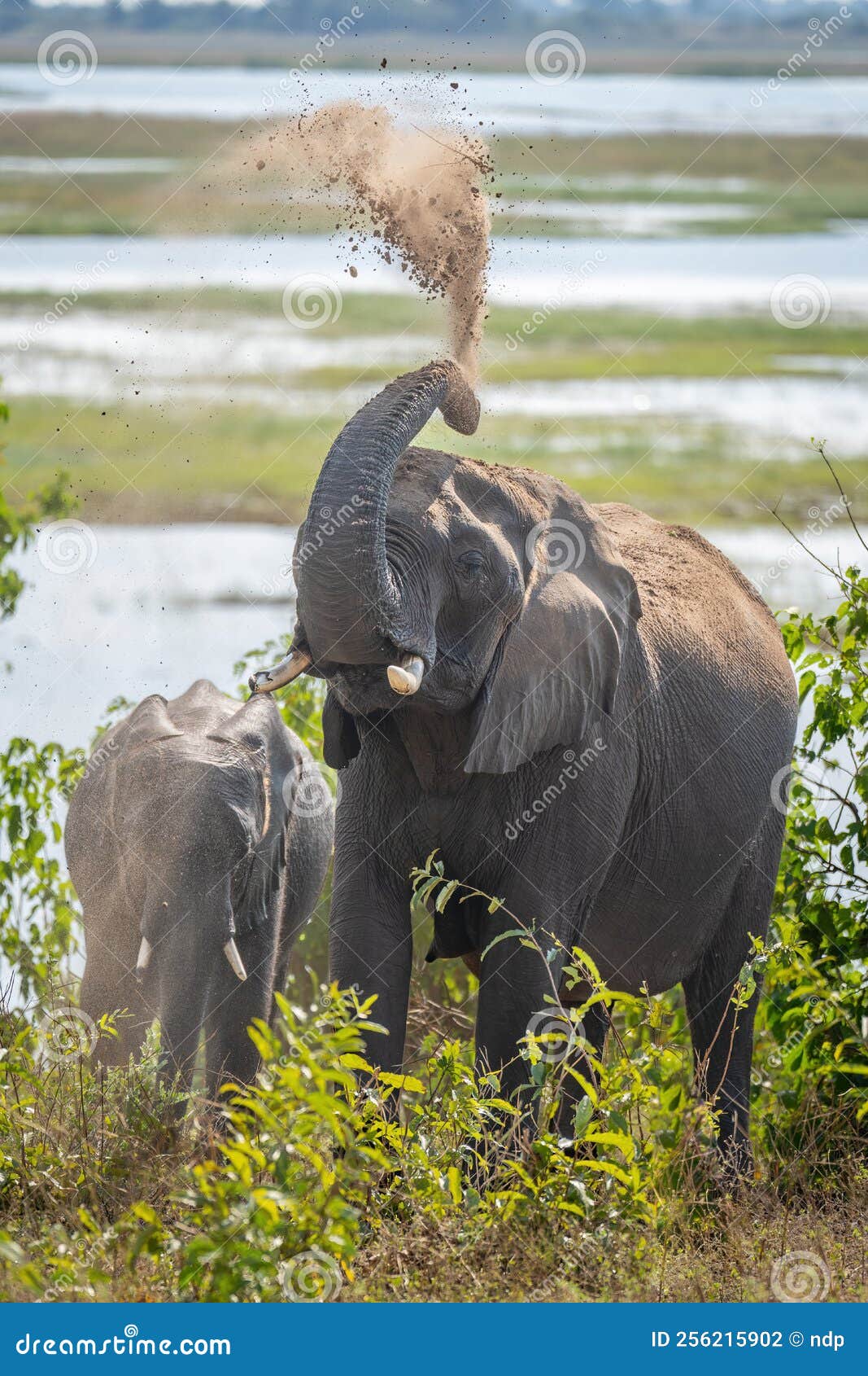 African Bush Elephant Throwing Sand Over Back Stock Photo Image of