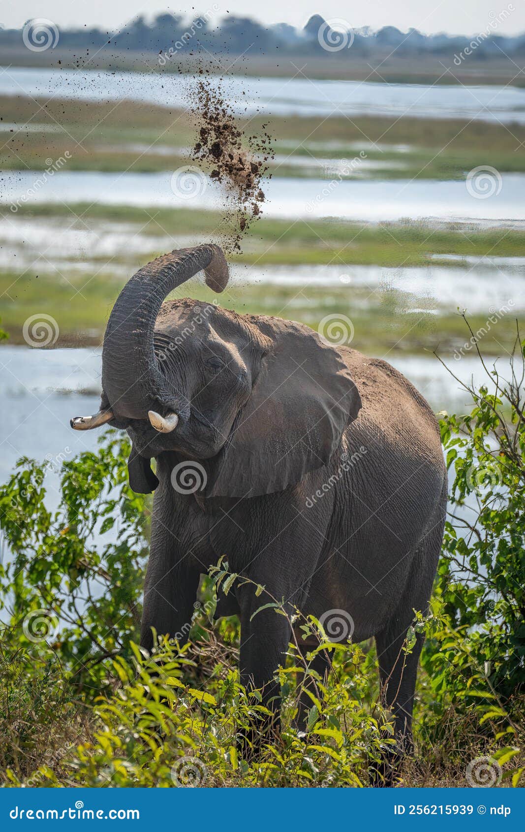 African Bush Elephant Throws Sand Over Head Stock Image Image of