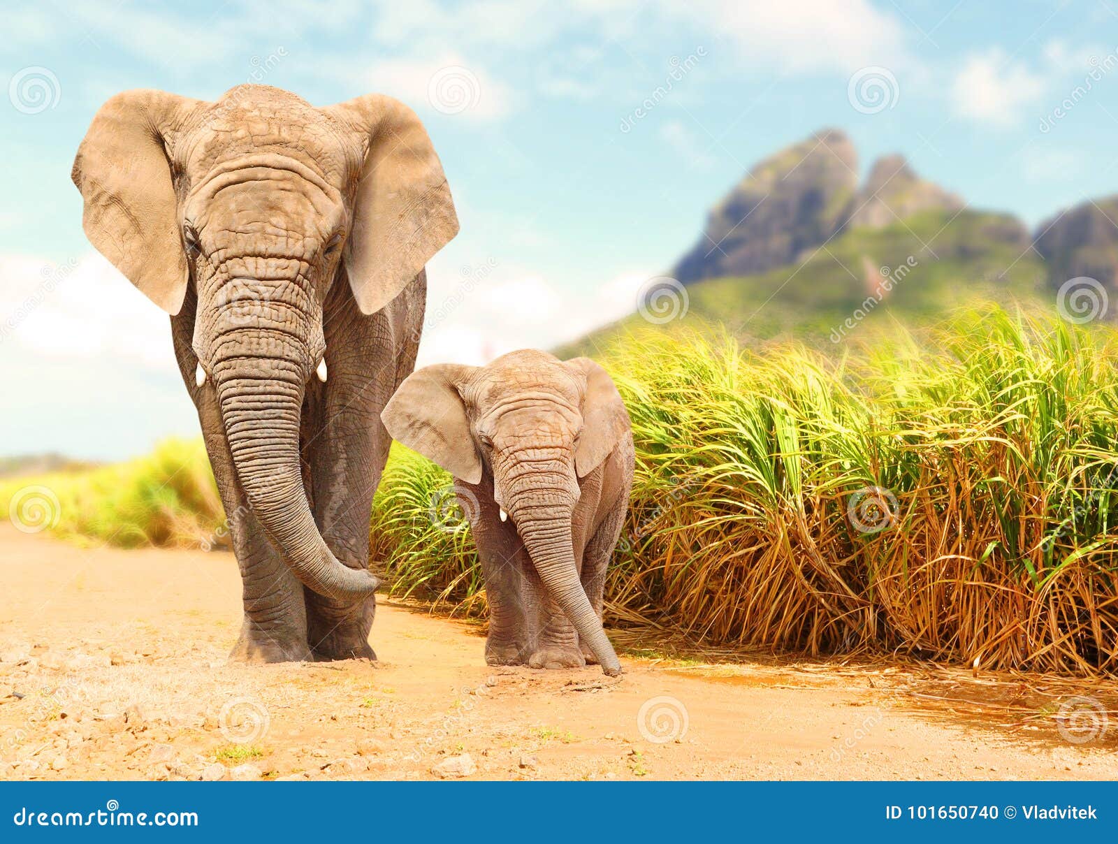 african bush elephants - loxodonta africana family.