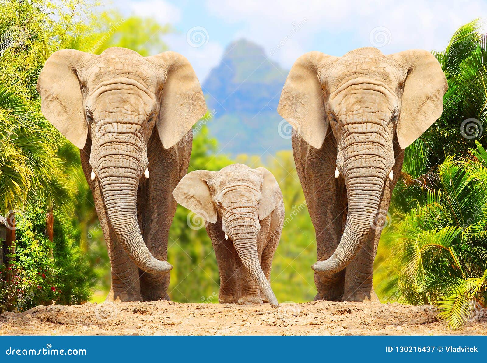 african bush elephants - loxodonta africana family.