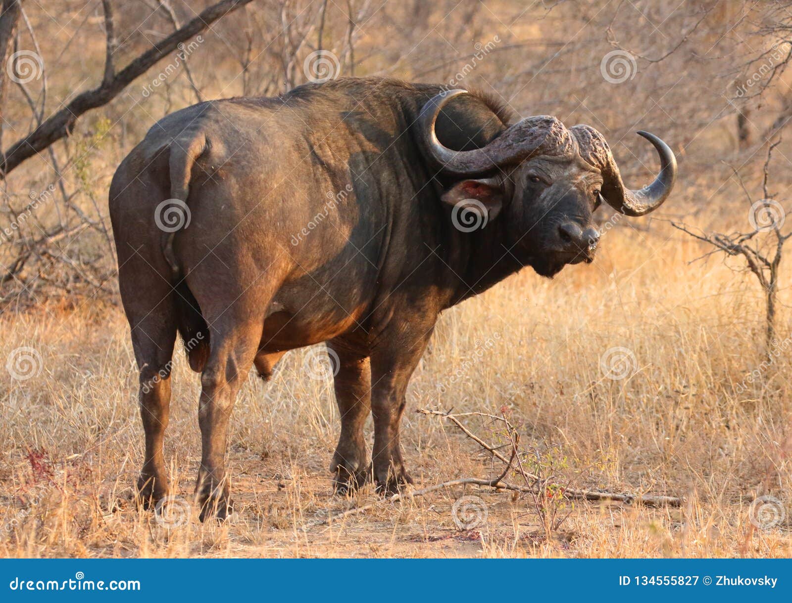 African Cape Buffalo in National Park, South Africa Editorial Photography - Image of black, nature: