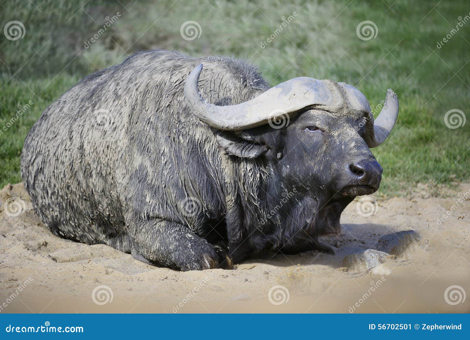 African Cape stock image. Image mammal, african -