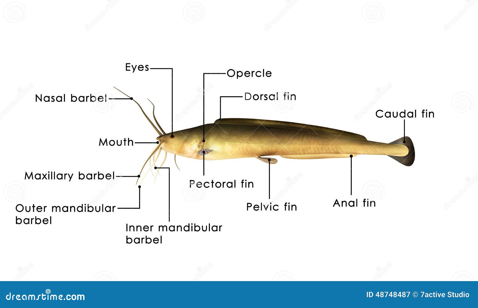 African Catfish Stock Illustration - Image: 48748487