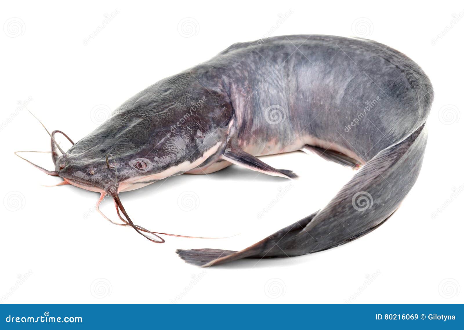 129 African Catfish Stock Photos - Free & Royalty-Free Stock