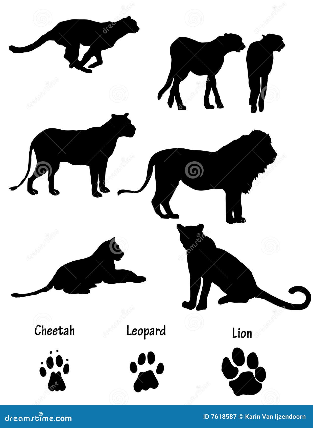 Peck Terminologi inkompetence Cheetah Paw Stock Illustrations – 426 Cheetah Paw Stock Illustrations,  Vectors & Clipart - Dreamstime