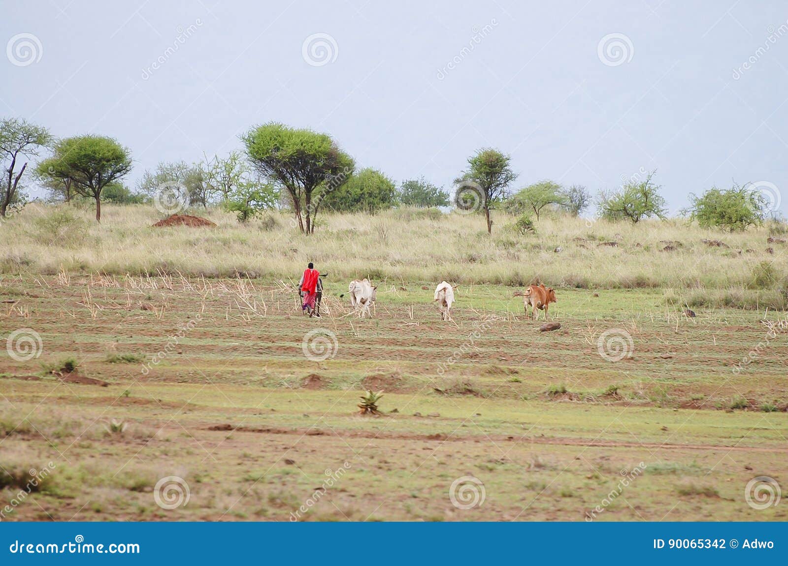 african cattle herder - tanzania