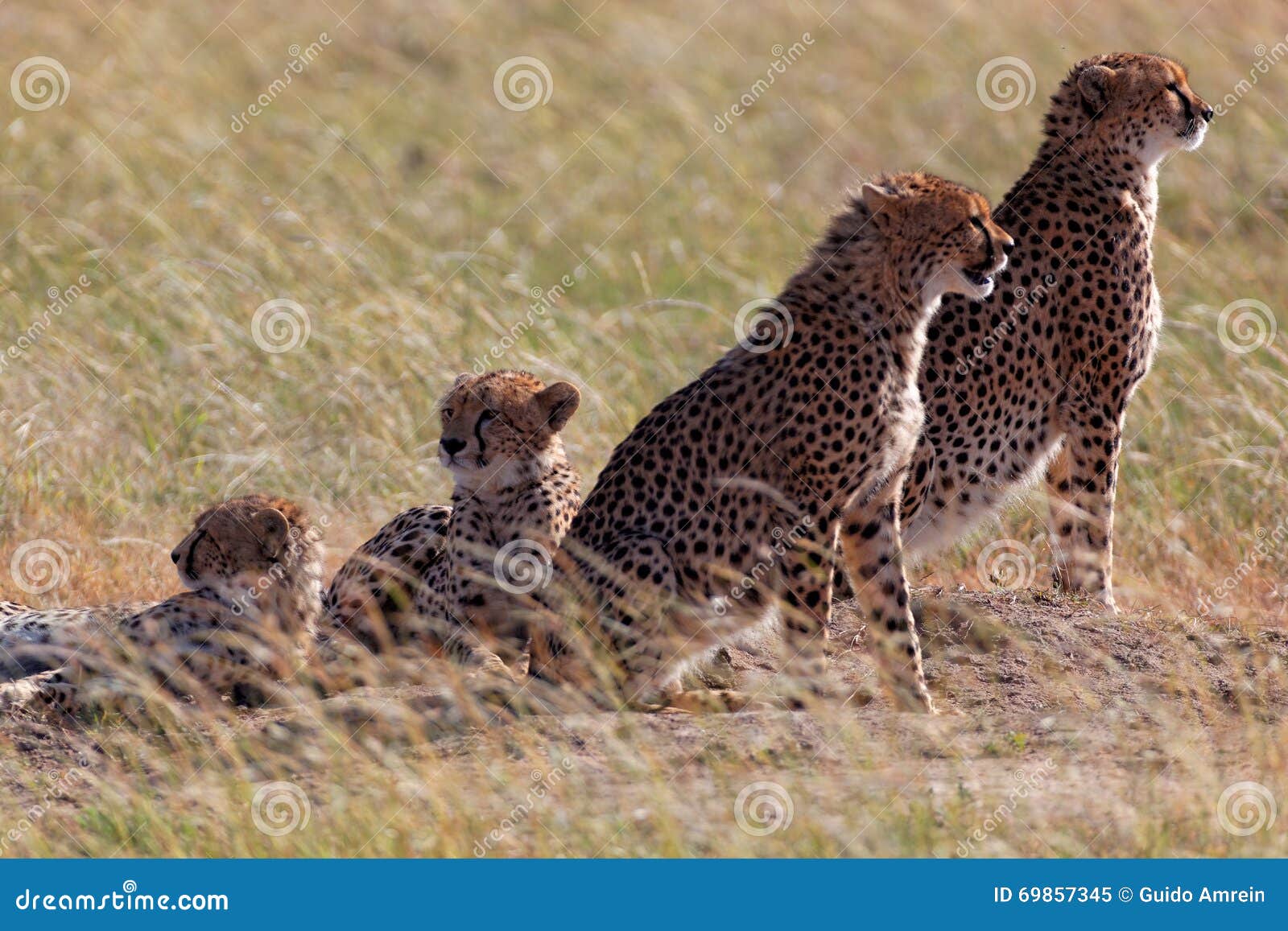 african cheetah family on watch on a knoll