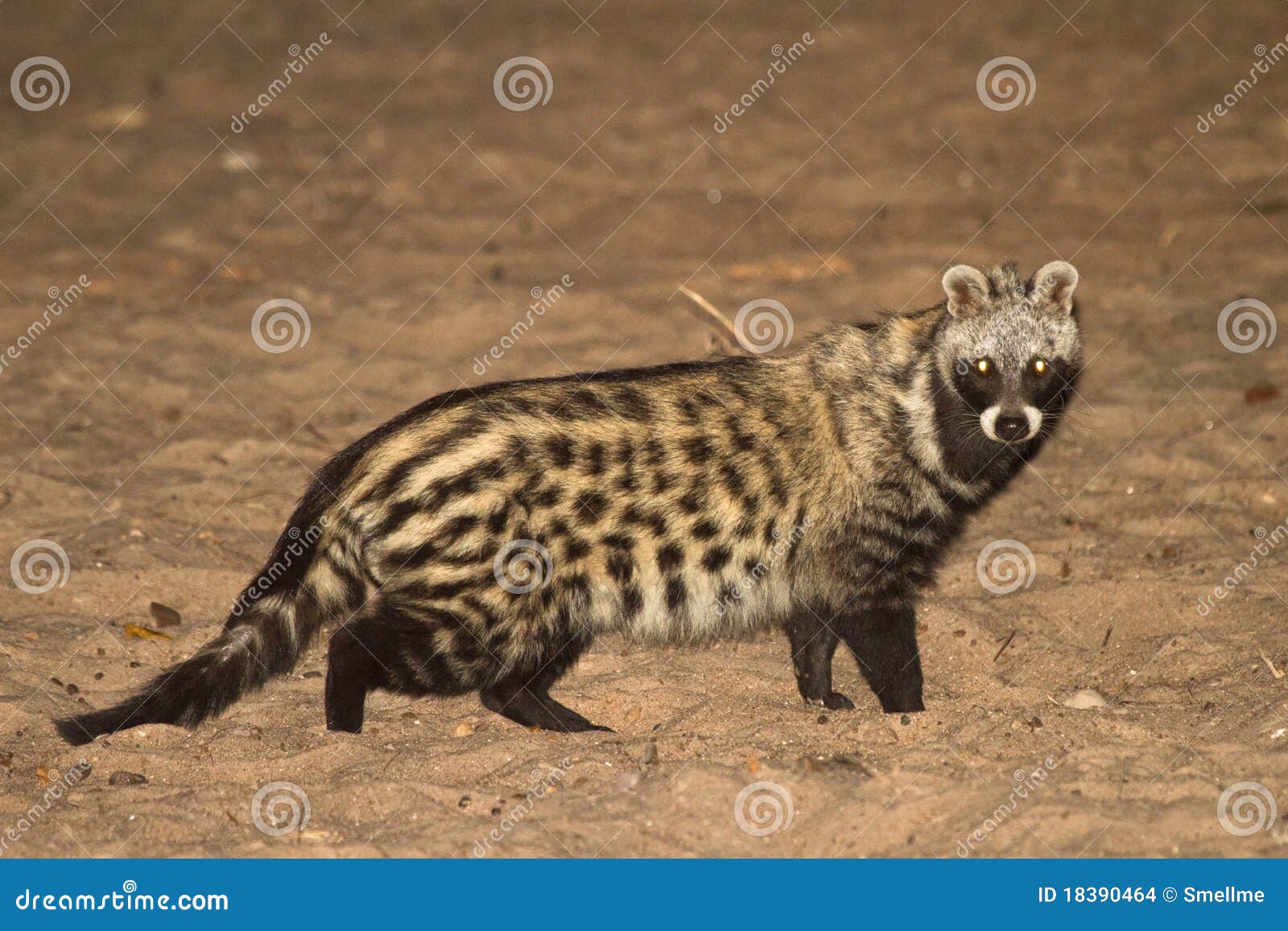 1 605 Civet Photos Free Royalty Free Stock Photos From Dreamstime