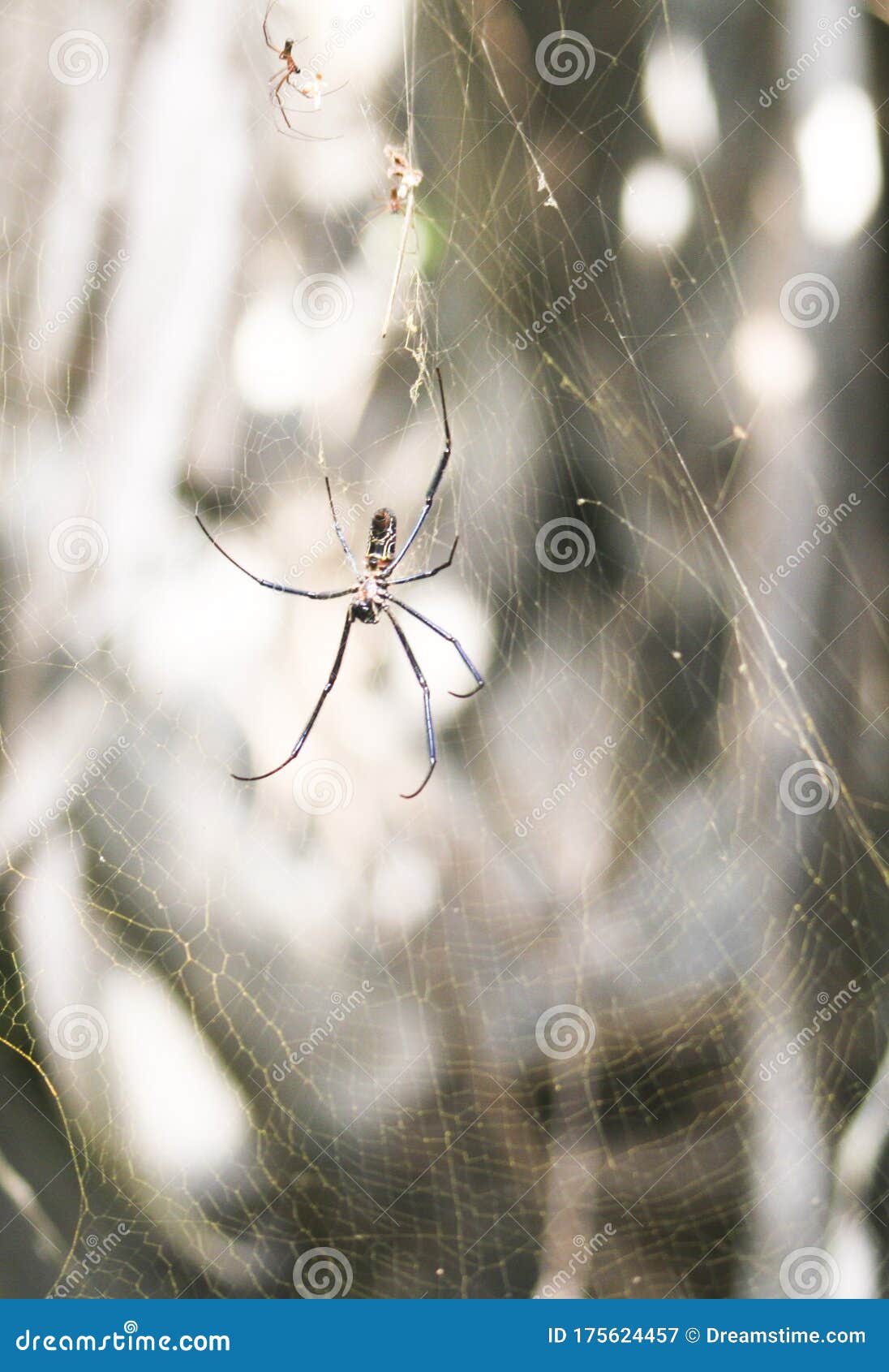 african cobweb with spider