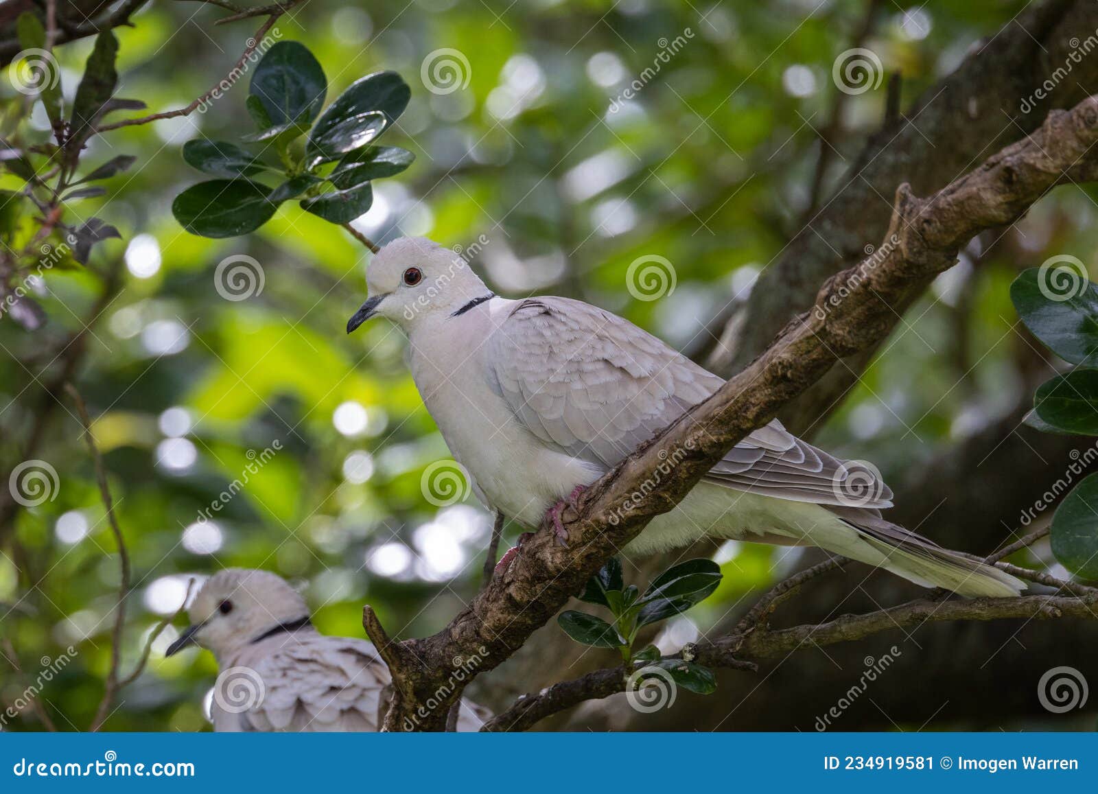 African Collared Dove stock image. Image of endangered 234919581